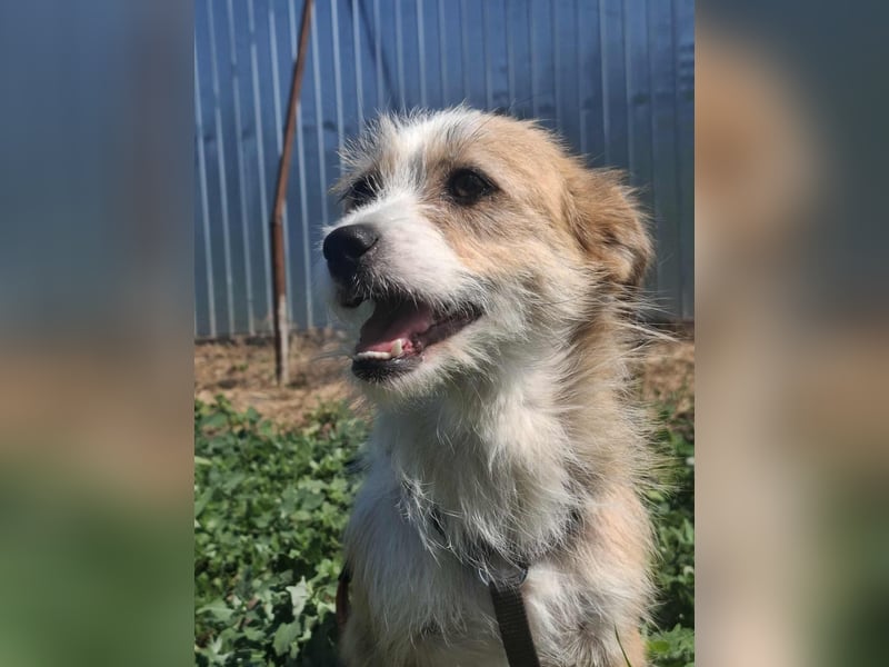 Zauberhafte kleine Gitti
