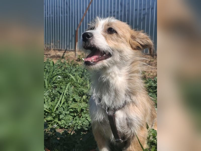 Zauberhafte kleine Gitti