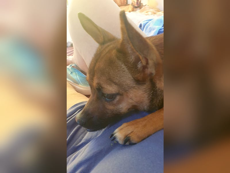 ROXY   -   kleiner Hüpfer