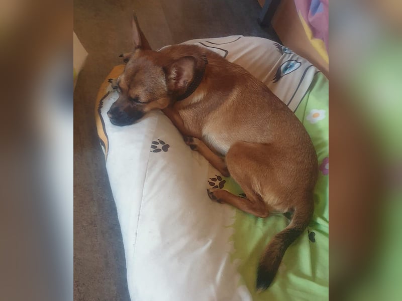 ROXY   -   kleiner Hüpfer