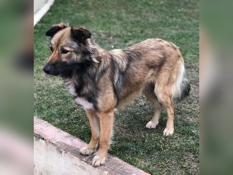 Lassie sucht dringend ein Zuhause