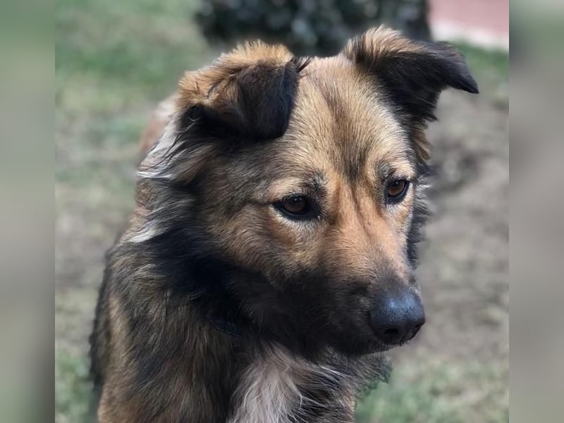 Lassie sucht dringend ein Zuhause