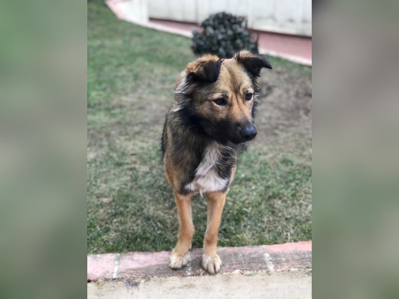 Lassie sucht dringend ein Zuhause