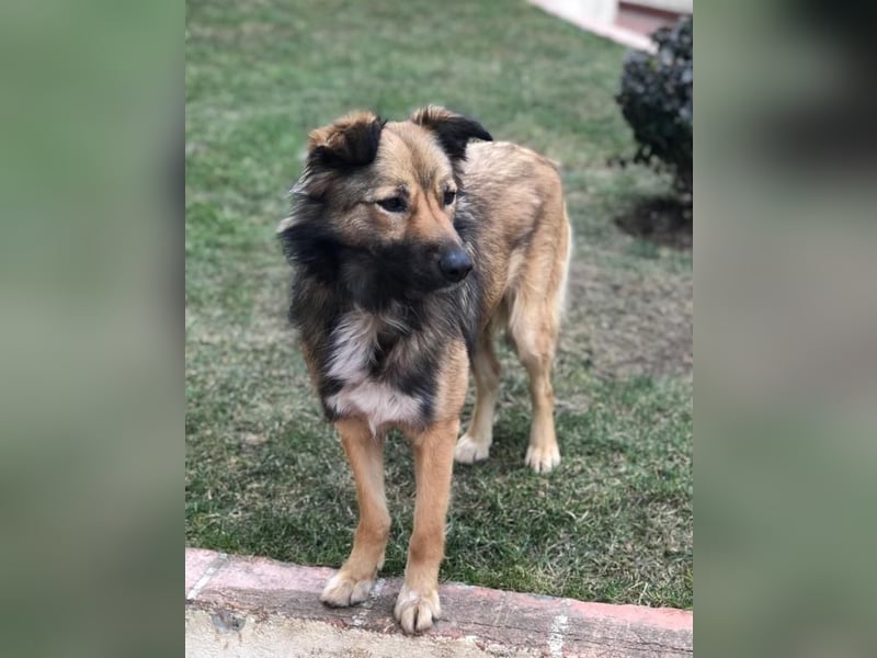 Lassie sucht dringend ein Zuhause