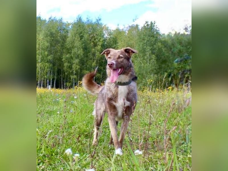 Neugierige JESSI sucht eine Familie mit Kindern