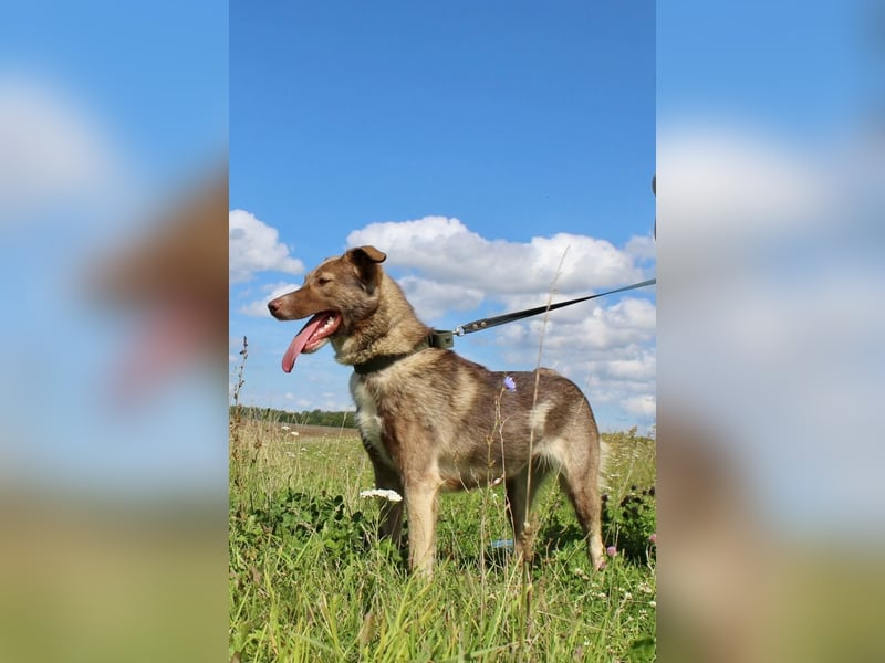 Neugierige JESSI sucht eine Familie mit Kindern