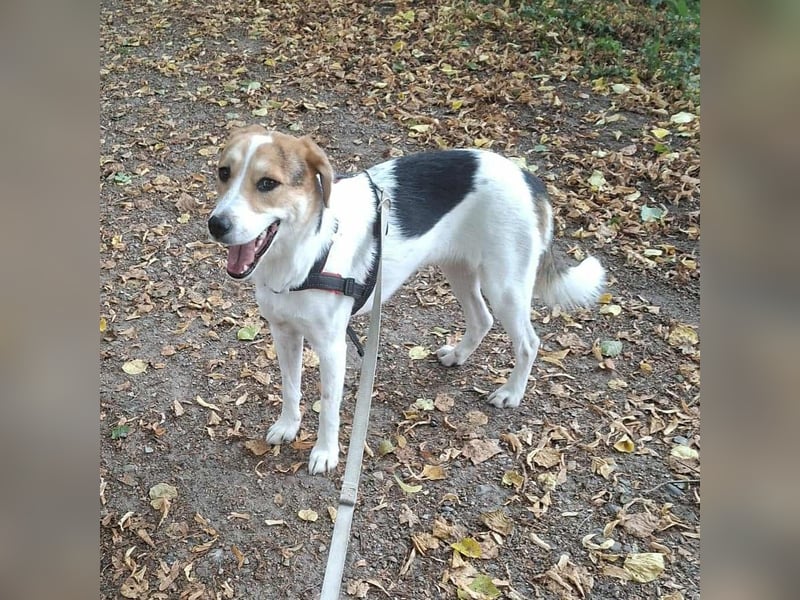 Lilly - Körbchen auf Lebenszeit gesucht