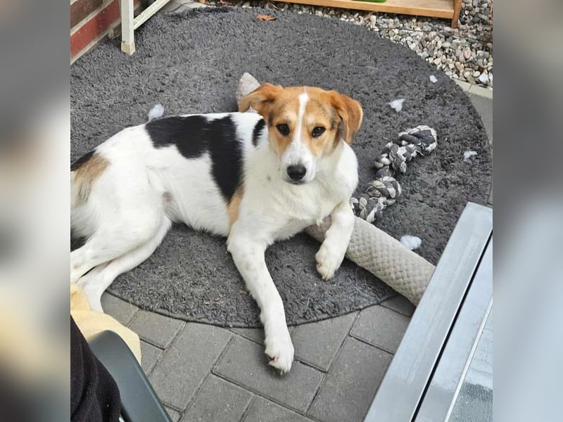 Lilly - Körbchen auf Lebenszeit gesucht