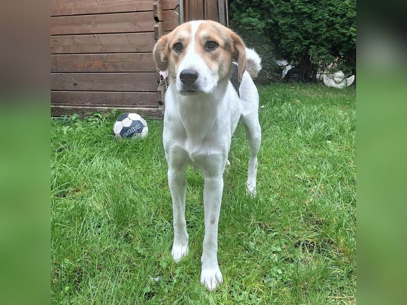 Lilly - Körbchen auf Lebenszeit gesucht
