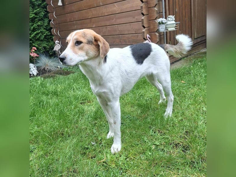 Lilly - Körbchen auf Lebenszeit gesucht