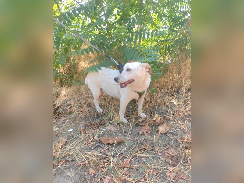 Jack Russel Mix Bella sucht eine Familie