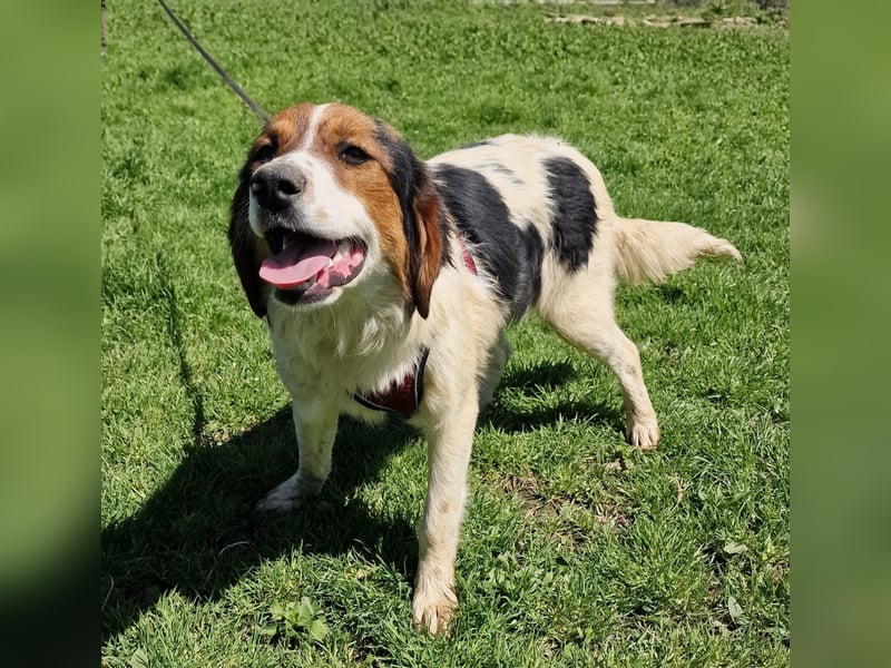 Australien Shepherd Mix sucht Körbchen