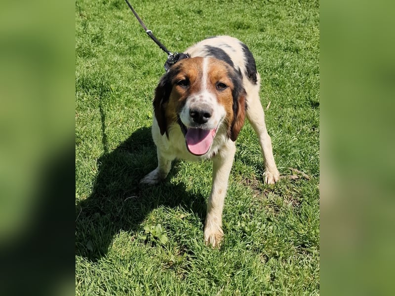Australien Shepherd Mix sucht Körbchen
