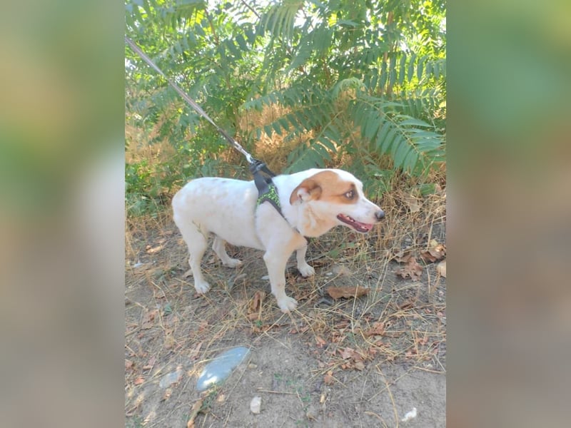 Jack Russel Mix Bella sucht eine Familie
