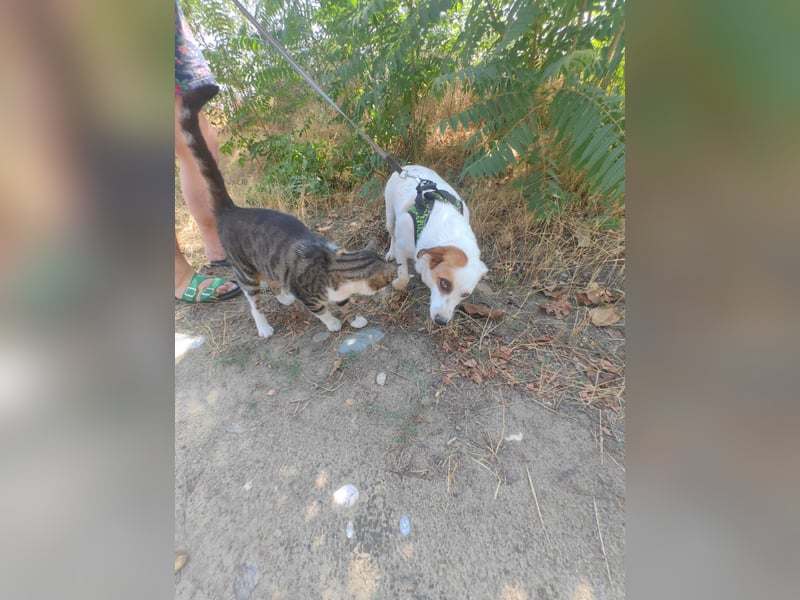 Jack Russel Mix Bella sucht eine Familie