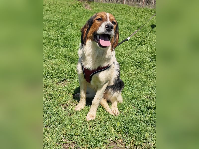 Australien Shepherd Mix sucht Körbchen