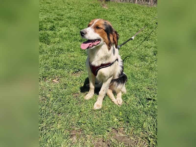 Australien Shepherd Mix sucht Körbchen