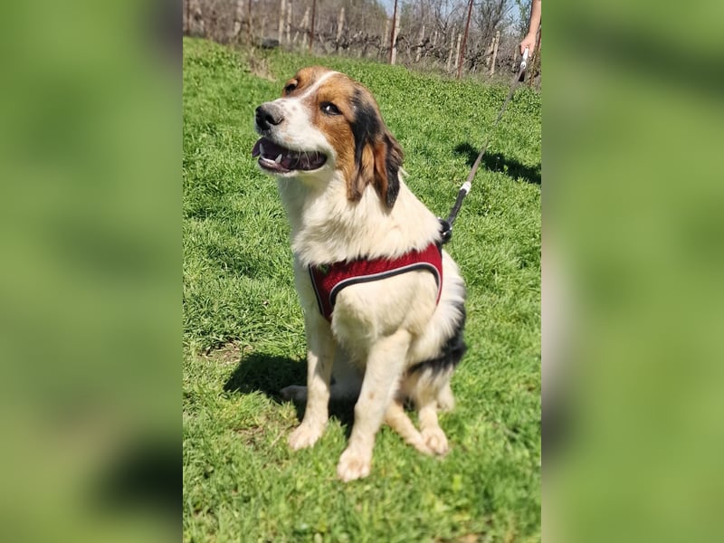 Australien Shepherd Mix sucht Körbchen
