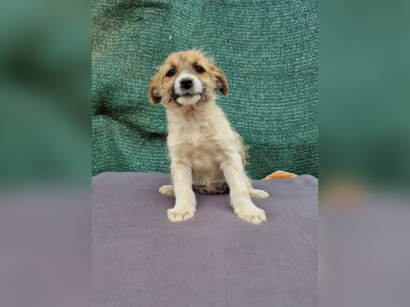 Sofie sucht ein Zuhause