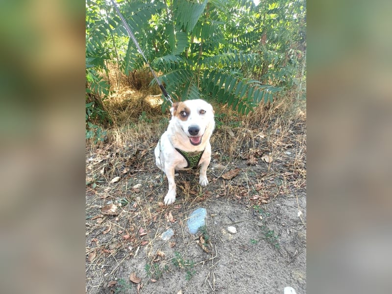 Bella eine tolle Hündin