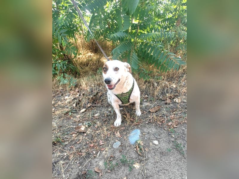 Bella eine tolle Hündin