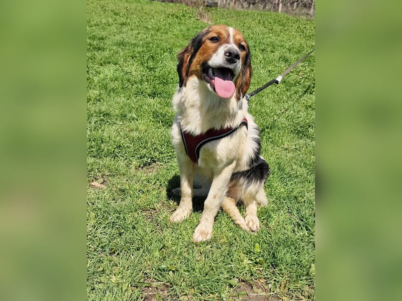 Australien Shepherd Mix sucht Körbchen