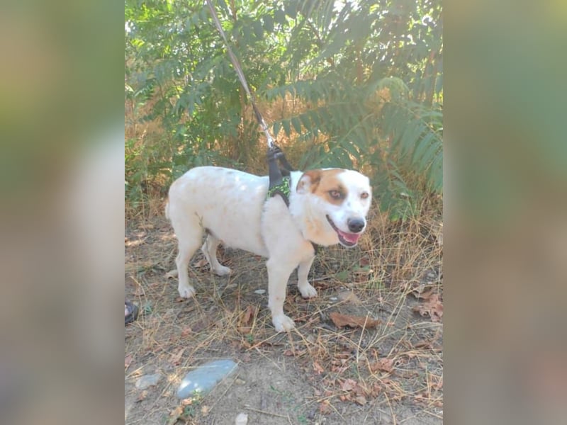Jack Russel Mix Bella sucht eine Familie