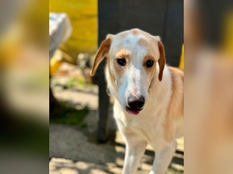 Sheepy, ein Lamm von Hund, liebevoll und verschmust