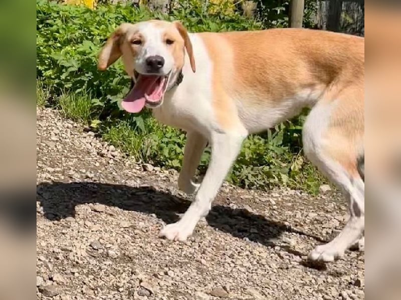 Sheepy, ein Lamm von Hund, liebevoll und verschmust