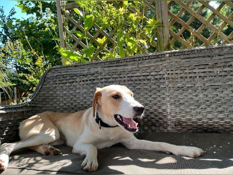 Sheepy, ein Lamm von Hund, liebevoll und verschmust