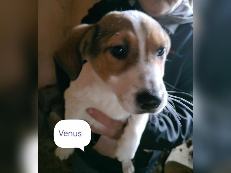 Venus von kettenlos