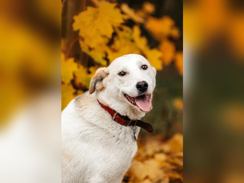Liebevolle Dakota sucht ihre Menschen