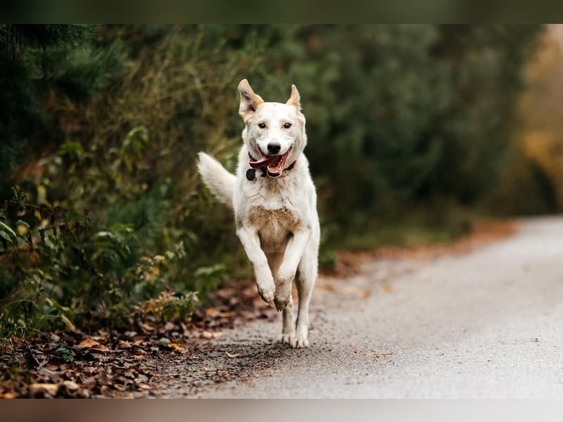 Liebevolle Dakota sucht ihre Menschen