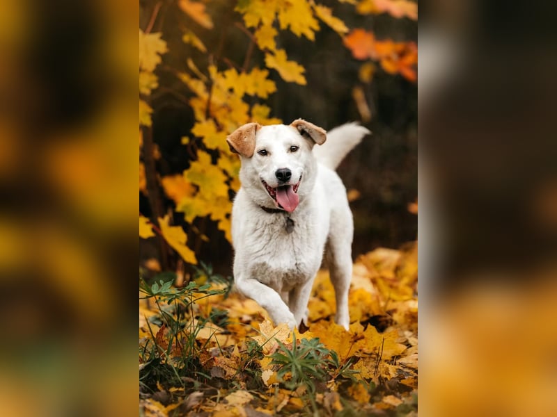 Liebevolle Dakota sucht ihre Menschen