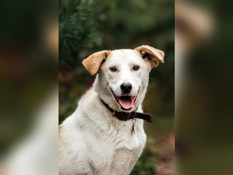 Liebevolle Dakota sucht ihre Menschen