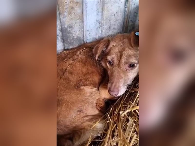 Lola, unsicher und ängstlich