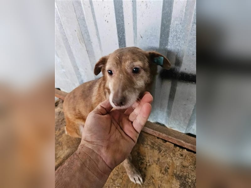 Lola, unsicher und ängstlich