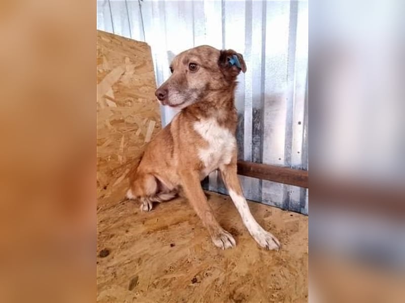 Lola, unsicher und ängstlich
