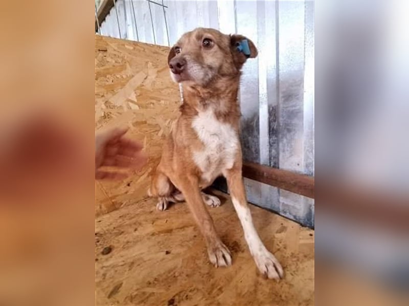 Lola, unsicher und ängstlich