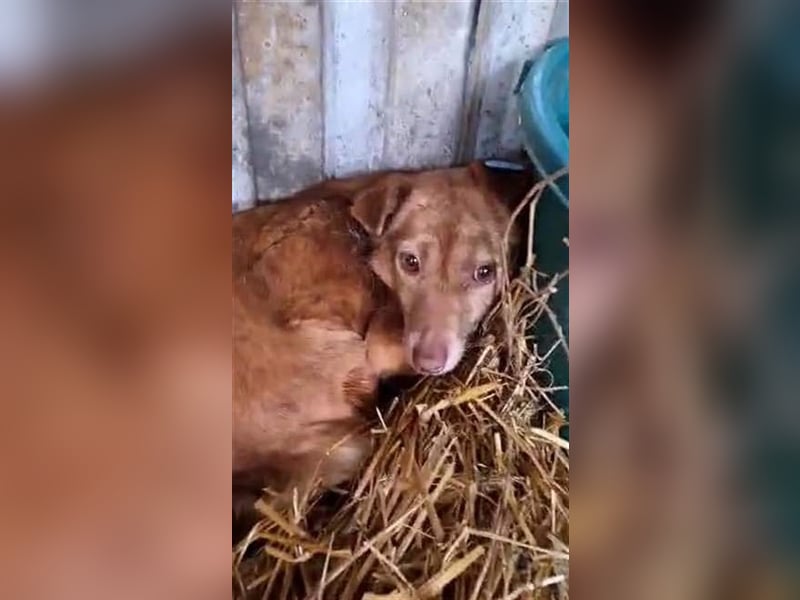 Lola, unsicher und ängstlich