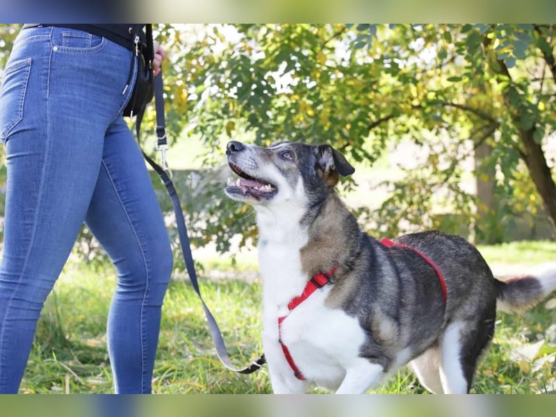 Süße Hündin Jill sucht Zuhause