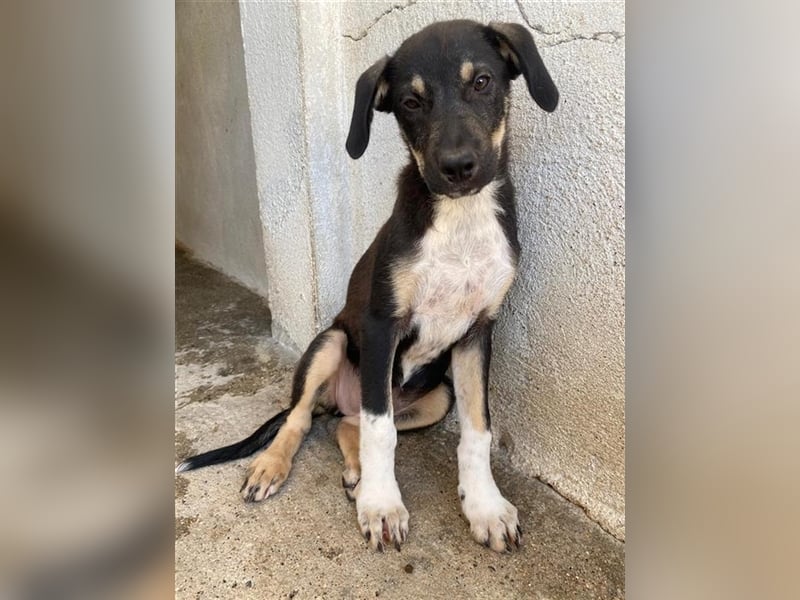 Bibi, geb. ca. 05/2023, lebt in GRIECHENLAND, im städt. Tierheim Serres