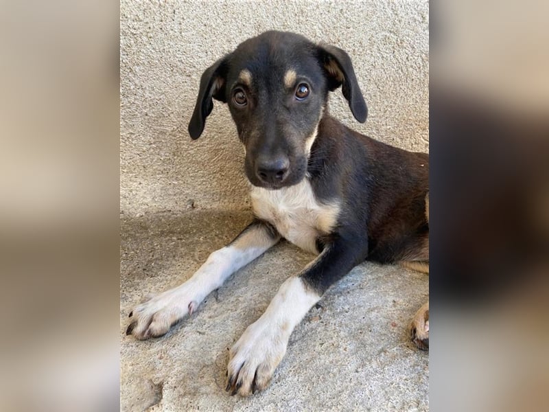 Bibi, geb. ca. 05/2023, lebt in GRIECHENLAND, im städt. Tierheim Serres