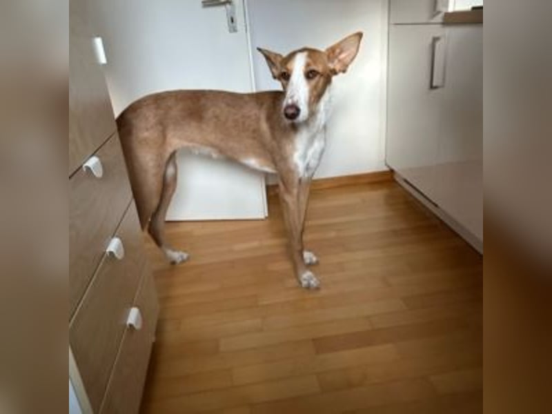 KATIA (jetzt Peach-lieber, lebensfroher kleiner Schatz möchte die Sonnenseite des Lebens entdecken