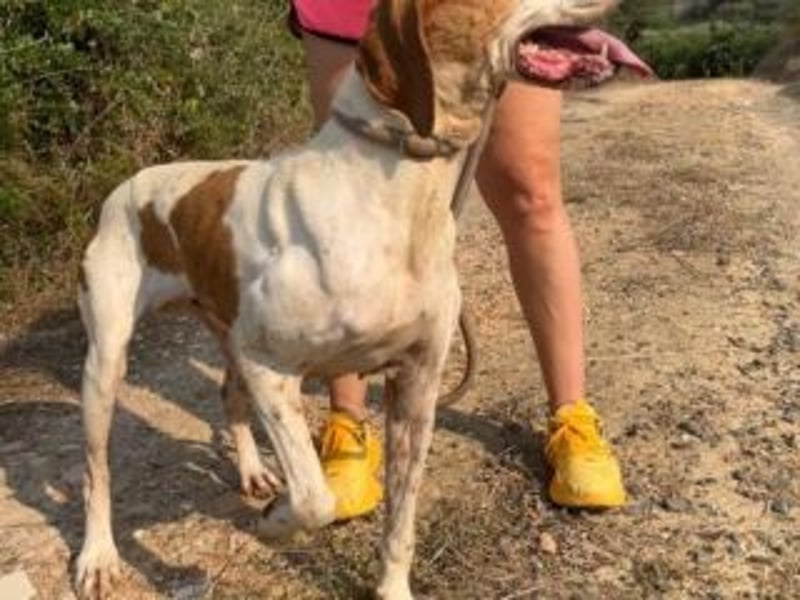 LADY-ein Pointerleben voller Entbehrungen, jetzt endlich eine Chance auf Glück