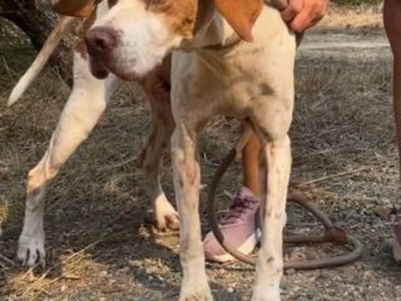 LADY-ein Pointerleben voller Entbehrungen, jetzt endlich eine Chance auf Glück