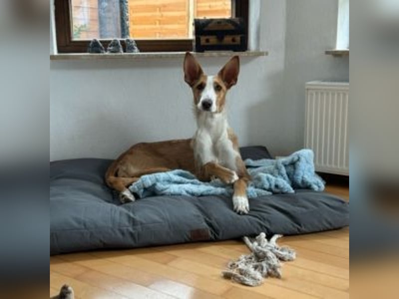 KATIA (jetzt Peach-lieber, lebensfroher kleiner Schatz möchte die Sonnenseite des Lebens entdecken