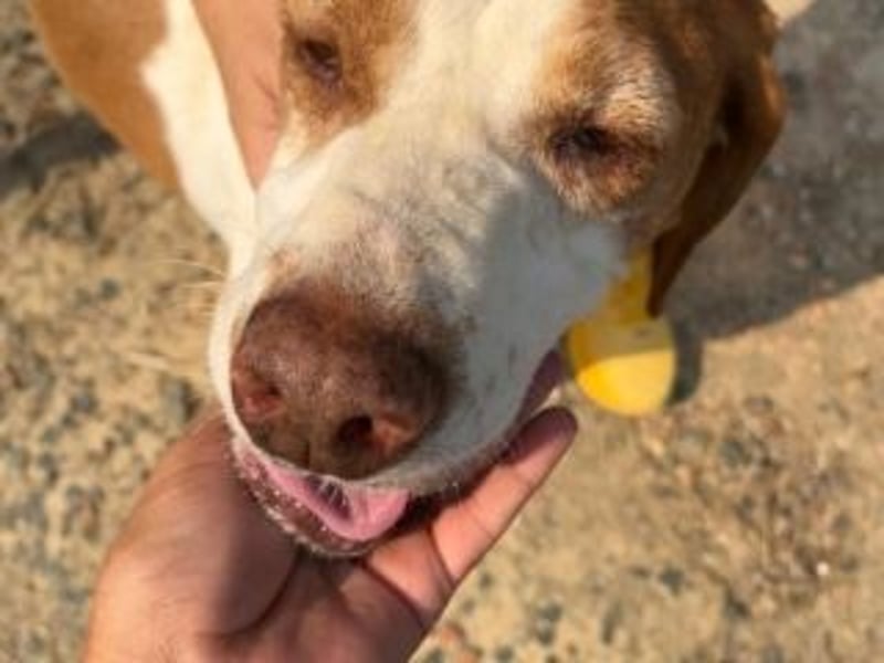 LADY-ein Pointerleben voller Entbehrungen, jetzt endlich eine Chance auf Glück