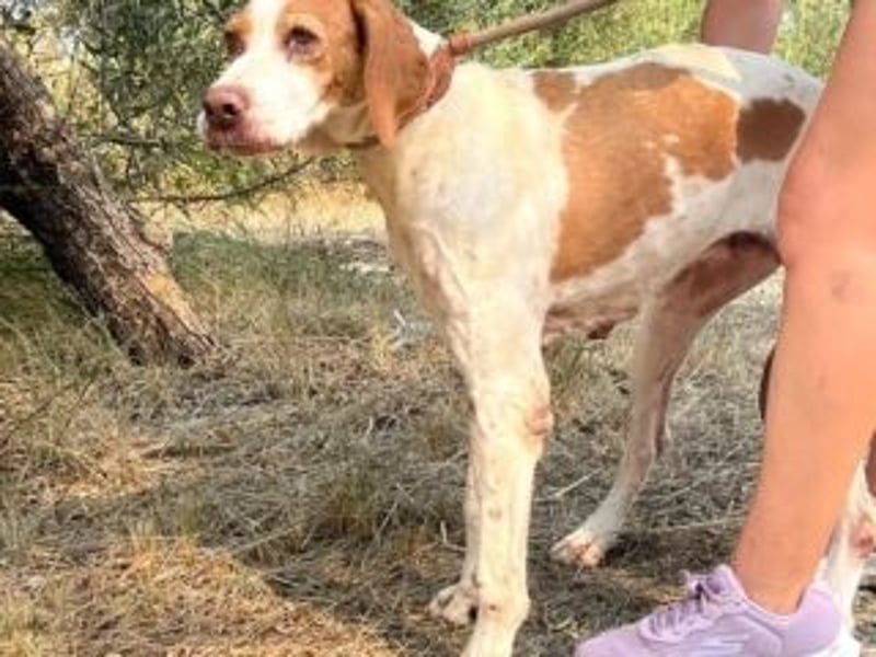LADY-ein Pointerleben voller Entbehrungen, jetzt endlich eine Chance auf Glück