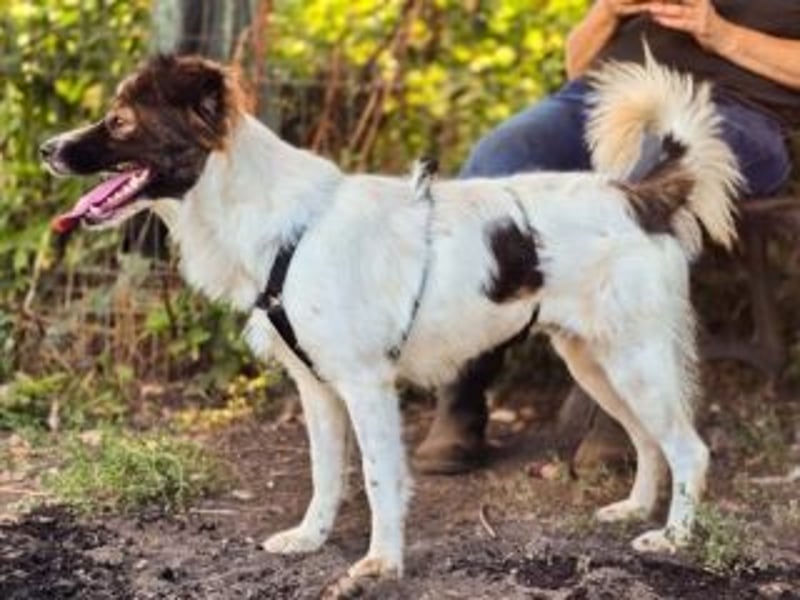 IRIS- zeigt Mut, ist klug und vertraut schnell den Menschen, voller Lebensfreude